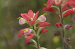 Entireleaf Indian paintbrush